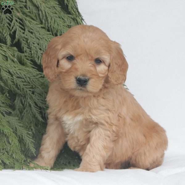 Emerson F1B, Goldendoodle Puppy